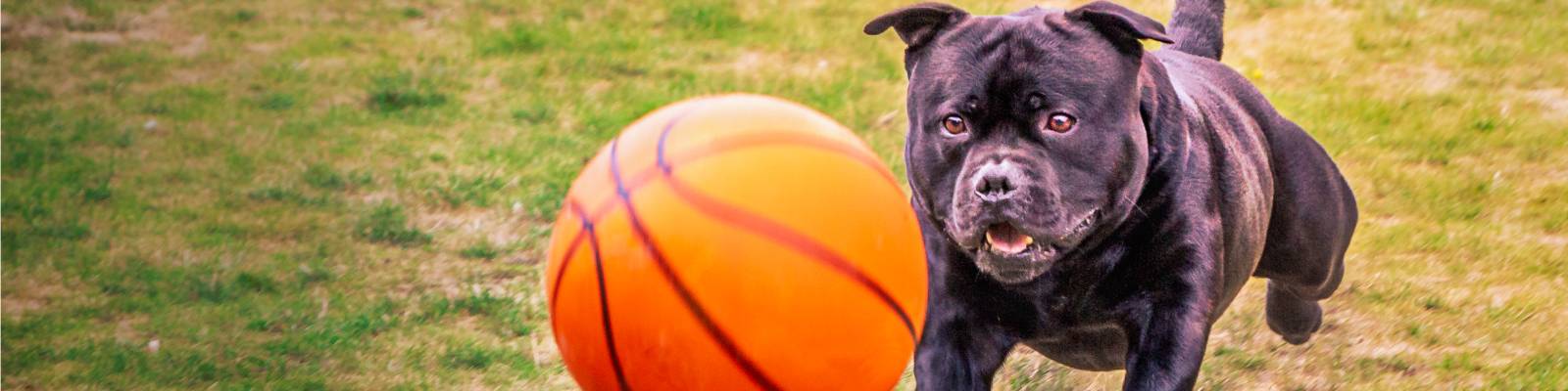 Doggo Chasing Basketball